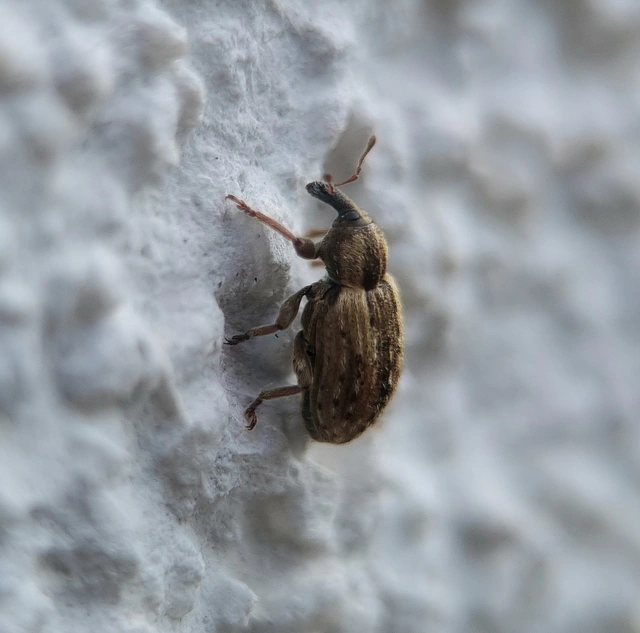 Hypera postica - lucerna-pikkelyesormányos