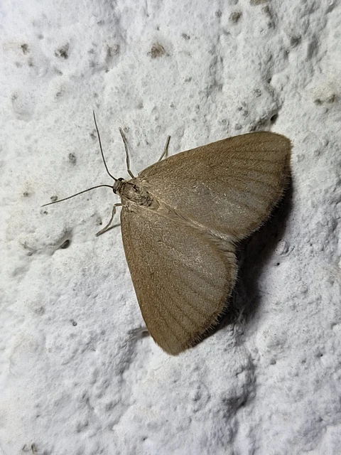 Minoa murinata - kutyatej-araszoló