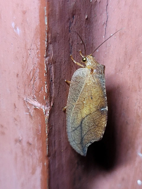 Drepanepteryx phalaenoides