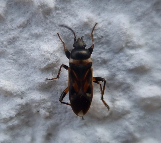 Raglius alboacuminatus - tarka díszesbodobács