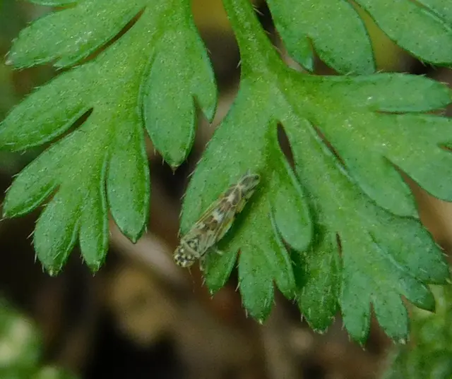 Eupteryx
