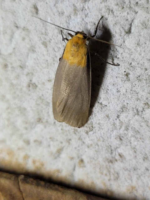 Lithosia quadra - négypettyes zuzmószövő