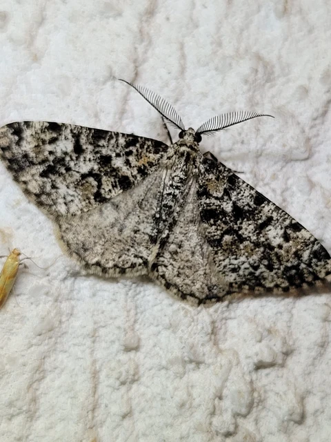 Fagivorina arenaria - bükkfaaraszoló