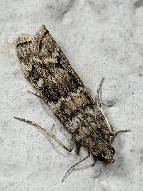 Dioryctria