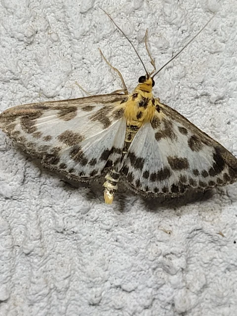 Anania hortulata - tarka csalánmoly