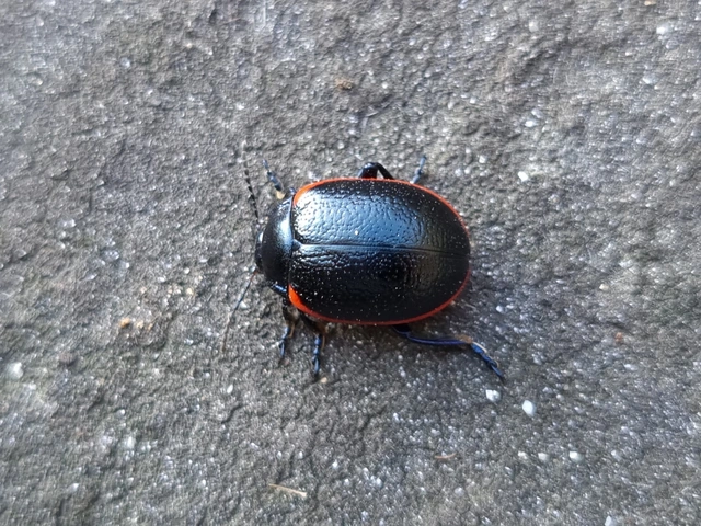 Chrysolina rossia - trapézhátú szegélyeslevelész