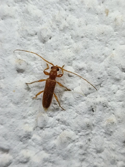 Axinopalpis gracilis - kecses selymescincér