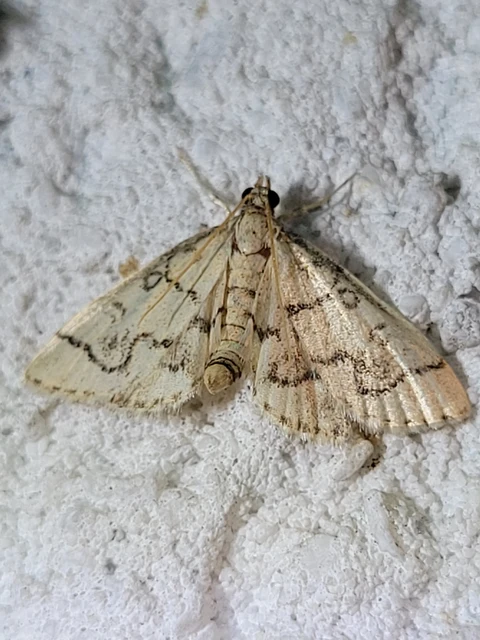 Metasia ophialis - kígyósávos tűzmoly
