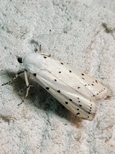 Myelois circumvoluta - pettyes karcsúmoly