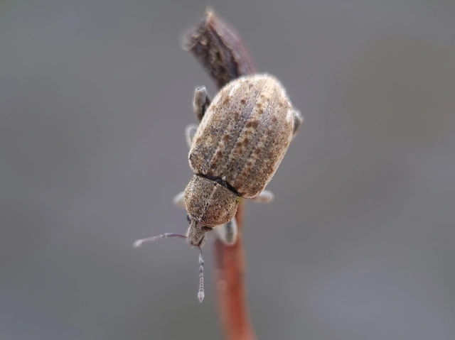 Brachypera zoilus - lucerna-gubósormányos