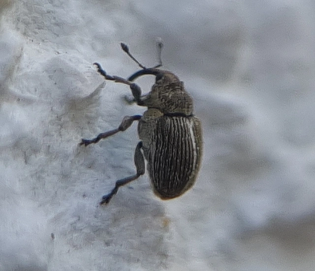 Ceutorhynchus typhae - pásztortáska-ceutormányos