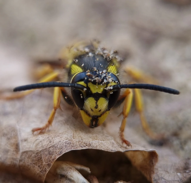 Vespula