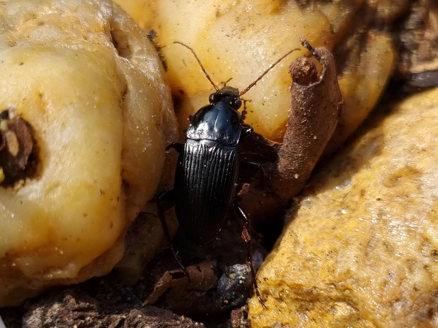Calathus fuscipes - sokpontos tarfutó