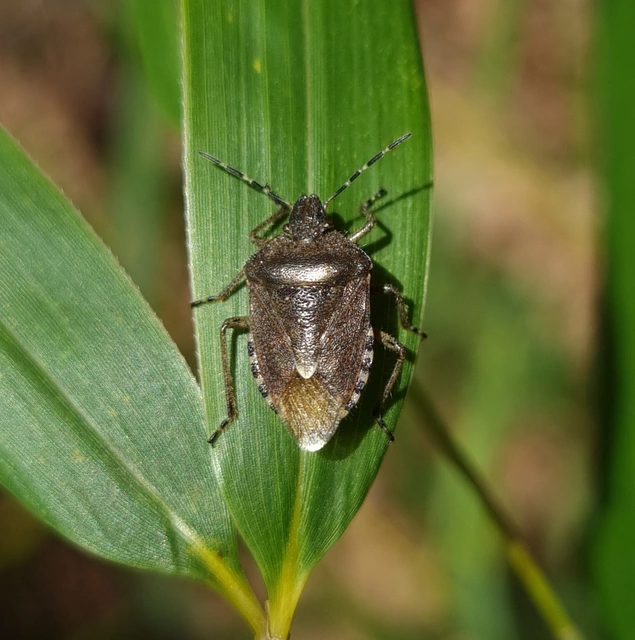 Dolycoris baccarum - közönséges bogyómászó-poloska