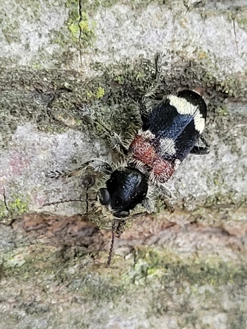 Clerus mutillarius - feketenyakú szúfarkas