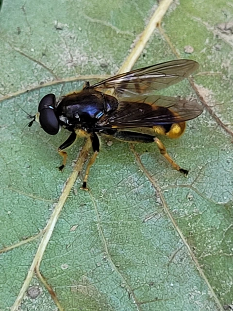 Xylota