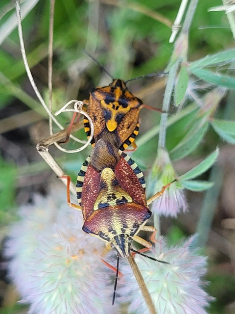 Carpocoris Carpocoris