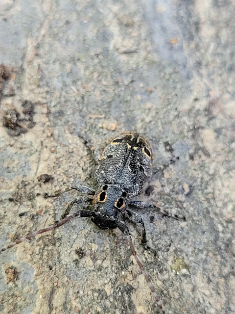 Mesosa curculionoides - szemfoltos cincér Mesosa curculionoides - szemfoltos cincér