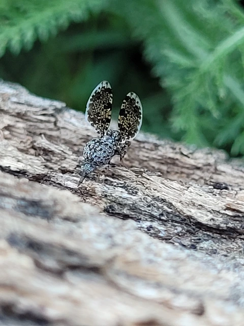 Callopistromyia annulipes - pávalégy
