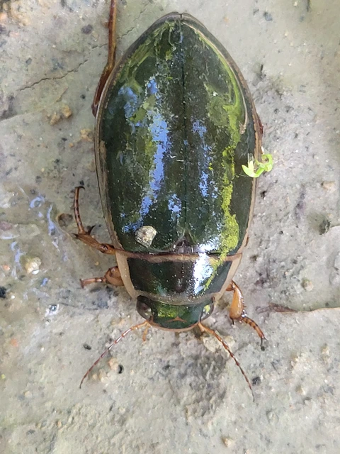 Dytiscus
