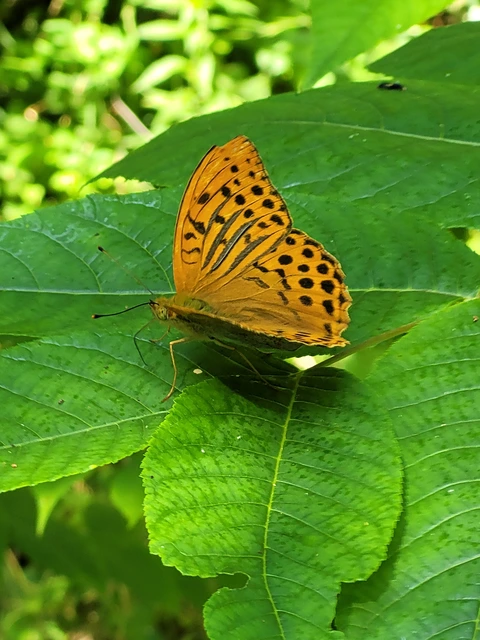 Argynnis paphia - nagy gyöngyházlepke