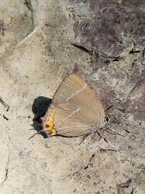 Satyrium w-album - szilfa-csücsköslepke