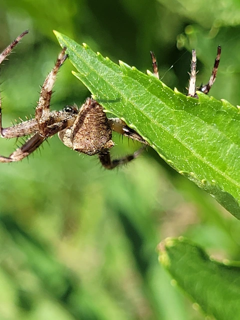 Araneus circe/angulatus