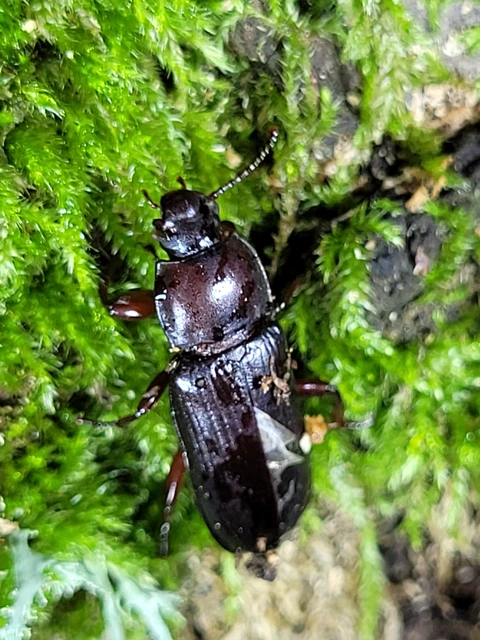 Tenebrio molitor - közönséges lisztbogár