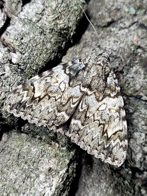 Catocala promissa - kis tölgyfa-övesbagoly