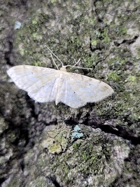 Idaea fuscovenosa - szürkeszélű apróaraszoló