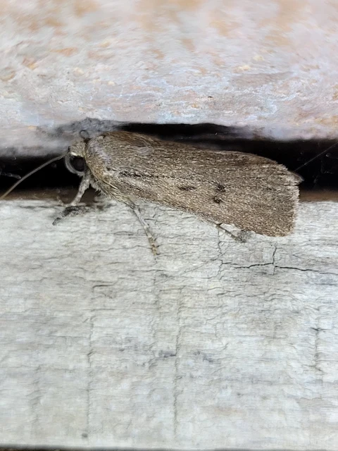 Amphipyra tragopoginis - bakszakállbagoly