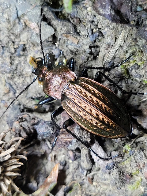 Carabus cancellatus - ragyás futrinka
