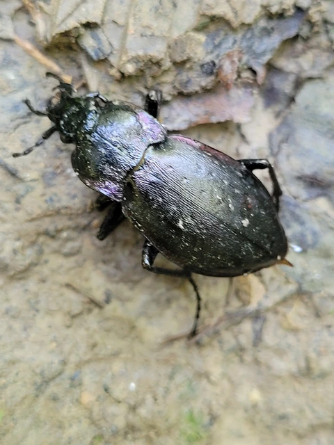 Carabus nemoralis - ligeti futrinka