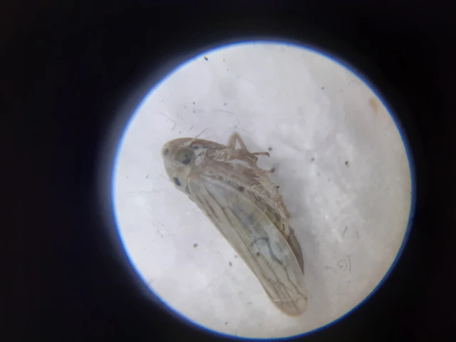 Austroagallia sinuata