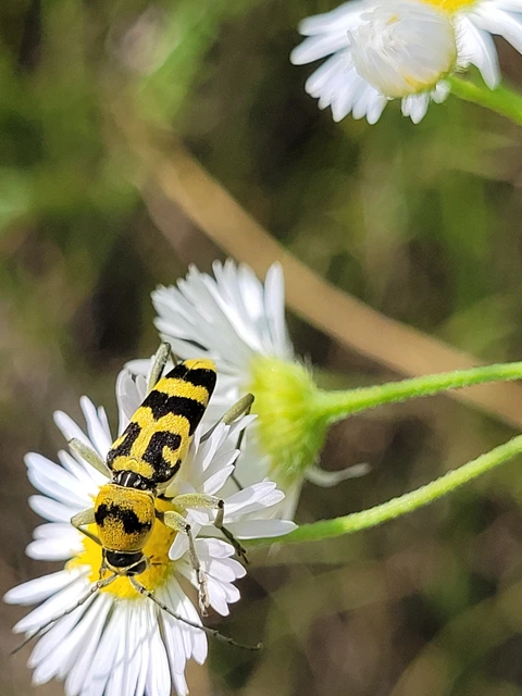 Chlorophorus varius - díszes darázscincér