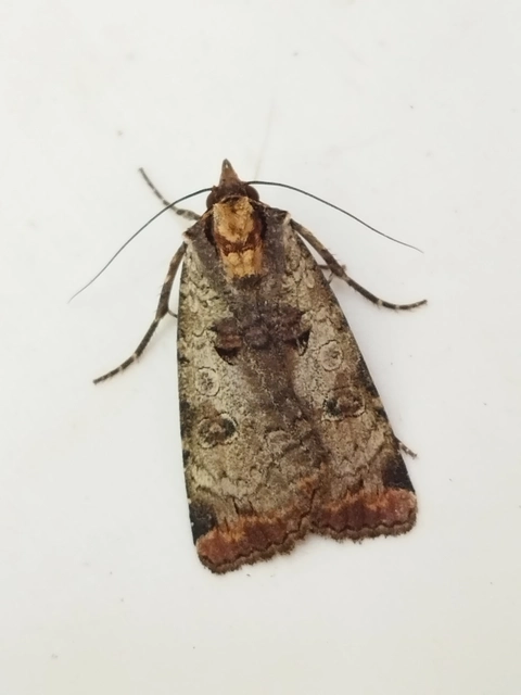 Epilecta linogrisea - karcsú sárgafűbagoly