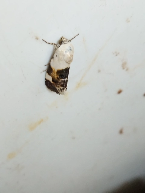 Acontia lucida - fehér nappalibagoly