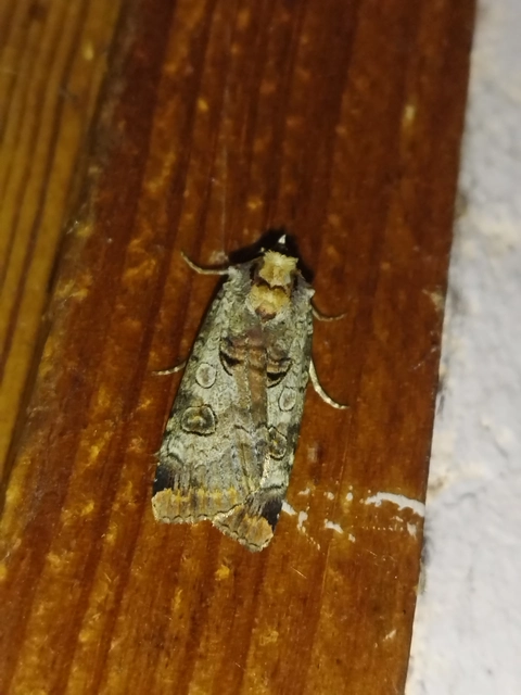 Epilecta linogrisea - karcsú sárgafűbagoly