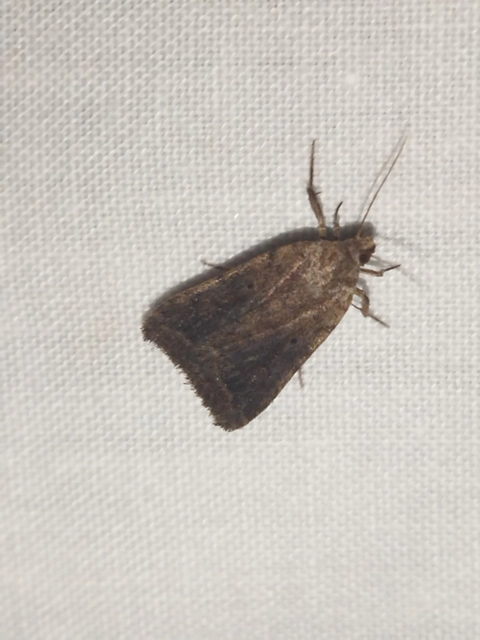 Athetis gluteosa - nyugtalan lápibagoly