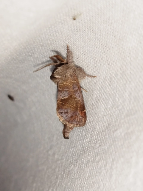 Clostera pigra - apró levélszövő