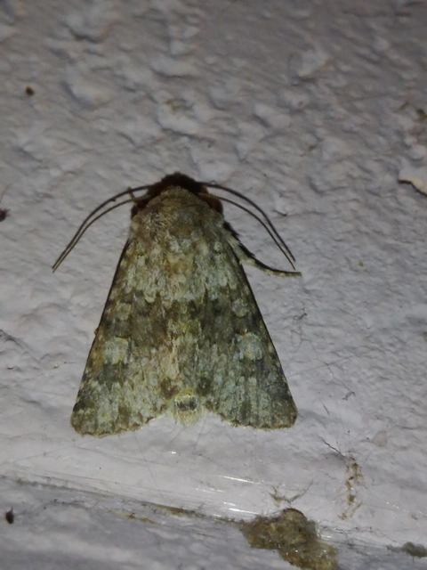 Hecatera dysodea - parajbagoly