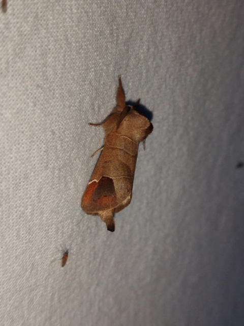 Clostera curtula - rövidszárnyú levélszövő