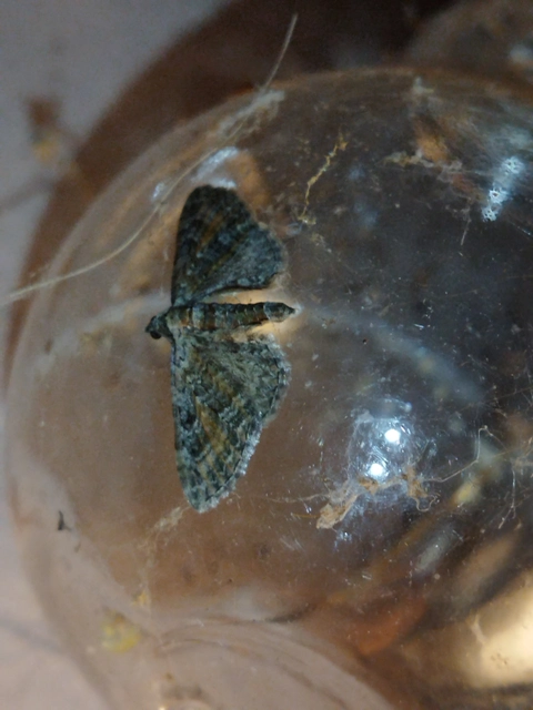 Eupithecia icterata - rozsdafoltos törpearaszoló