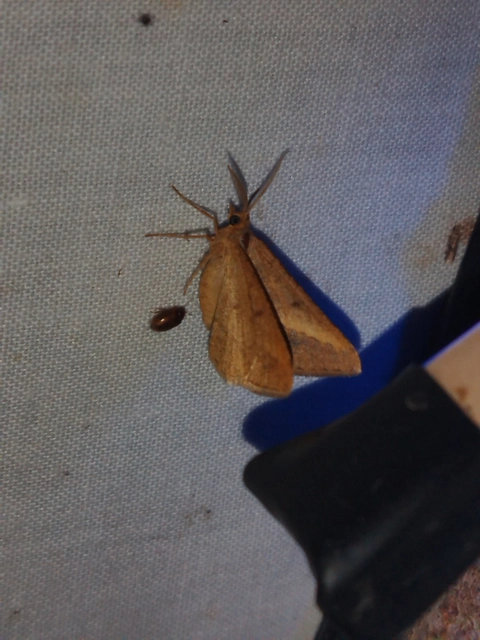 Tephrina arenacearia - lucerna-araszoló