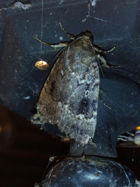 Amphipyra berbera/pyramidea