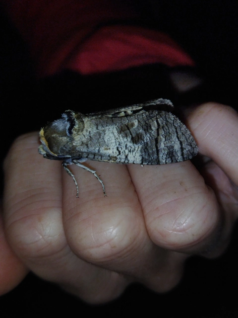 Cossus cossus - fűzfarontólepke
