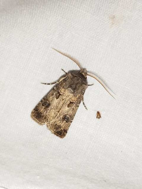 Agrotis bigramma - kétjegyű földibagoly