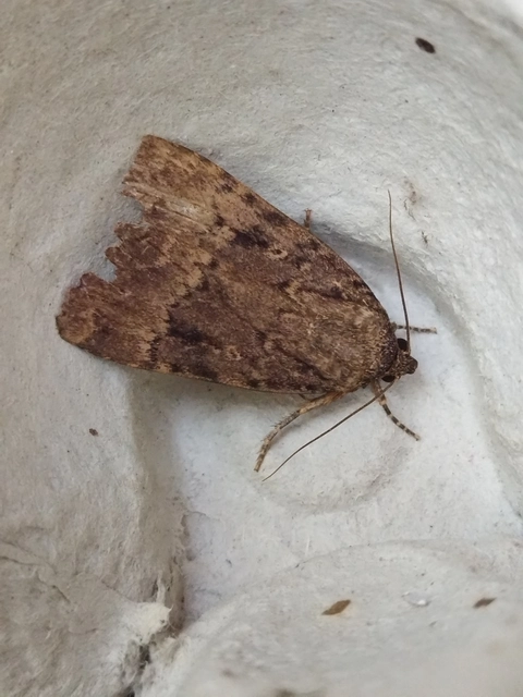 Amphipyra berbera/pyramidea