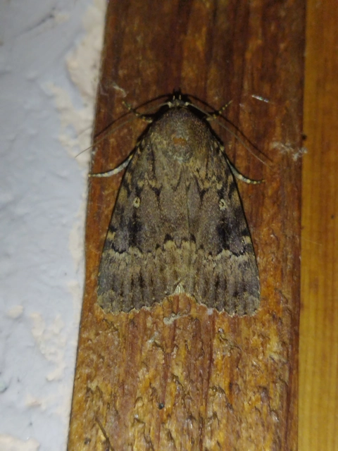 Amphipyra berbera/pyramidea