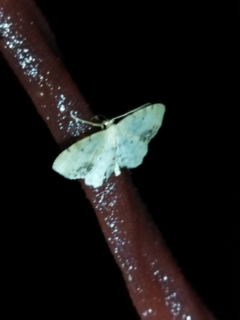 Idaea dimidiata - gyakori apróaraszoló